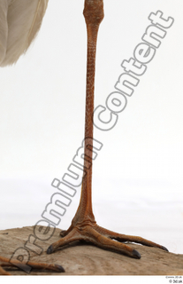 Black stork leg 0012.jpg